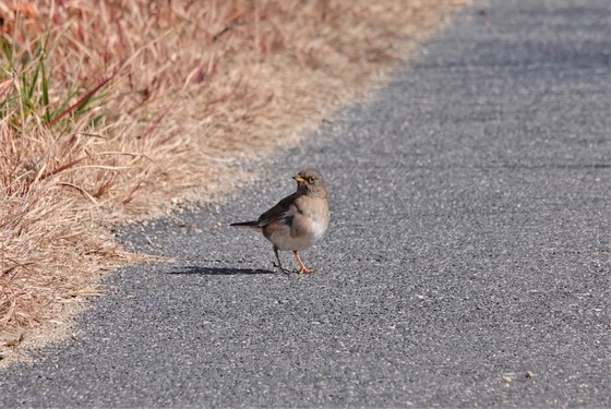 突然道路に出てきたシロハラ